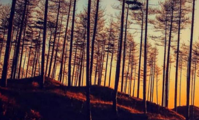 Pembrey Country Park